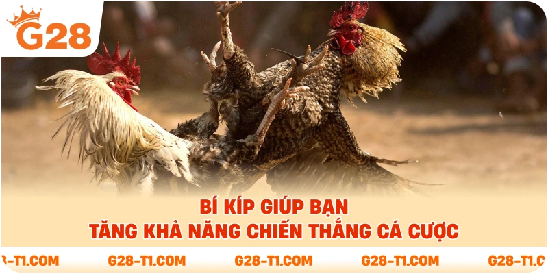 Bí kíp giúp bạn tăng khả năng chiến thắng cá cược